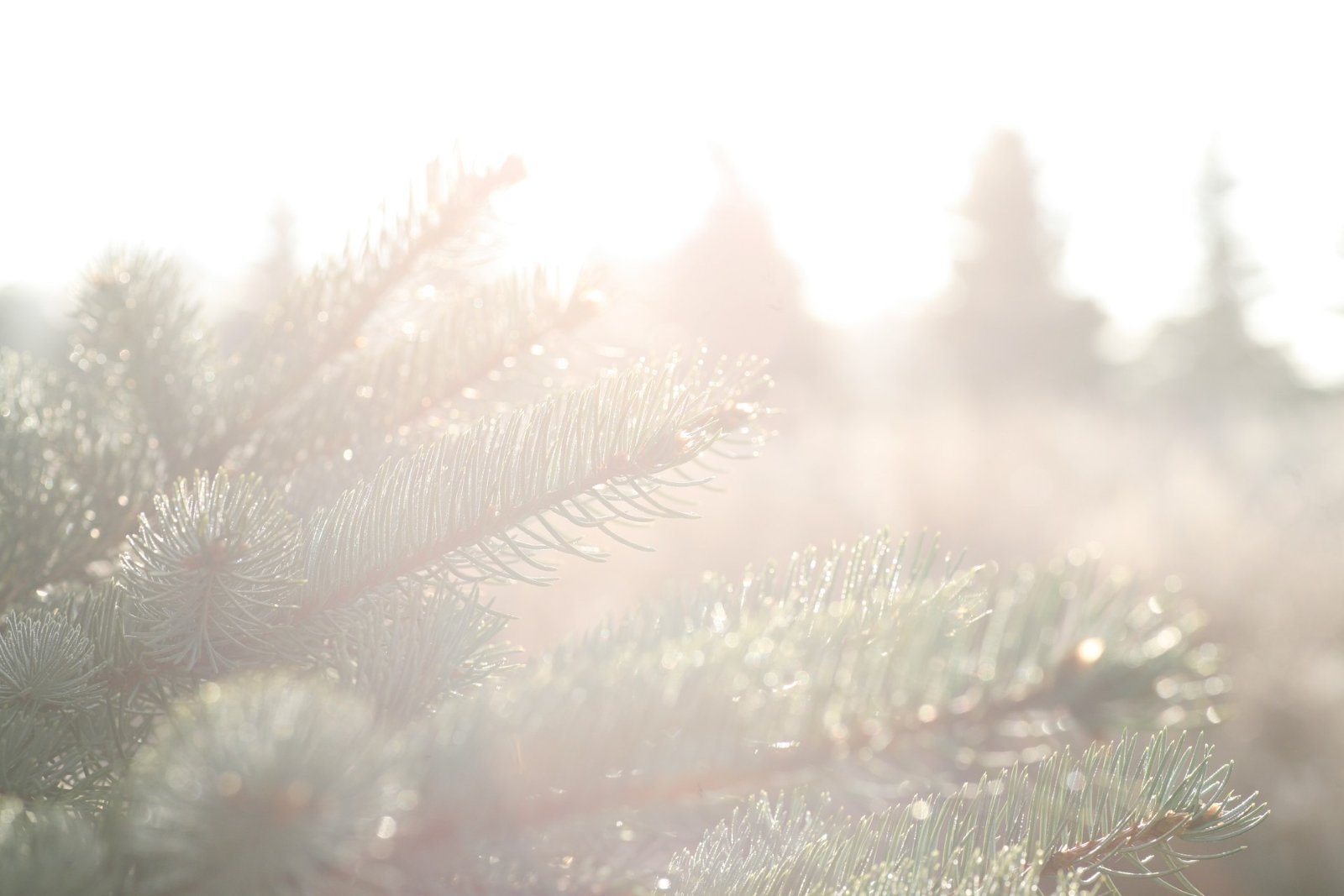 Professional Photos and Headshots